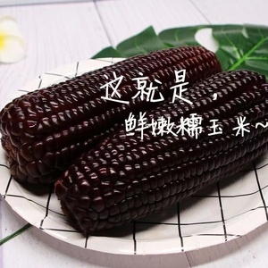 新货2023山西忻州软糯新鲜黑玉米真空2300克现摘即食玉米代餐