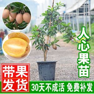 人心果苗树苗优质盆栽阳台 品种水果王 超甜 人心果树苗庭院 树苗