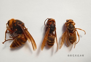 佳影  虎头蜂标本 湿虫  未整姿 大黄蜂  胡蜂科  科普教学收藏