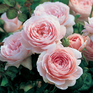 进口奥斯汀灌木月季（玫瑰）瑞典女王裸根苗热销花多抗病带花苞