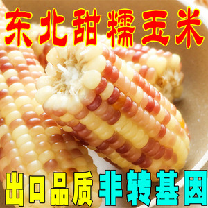 甜糯玉米10根东北特产黑龙江农家早餐玉米粘黏玉米包邮粉花糯玉米