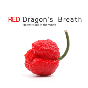 龙息辣椒Dragon's Breath英国辣椒中的战斗机 8月份鲜辣椒结果了