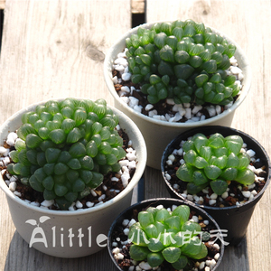 多肉玉露植物透明 多肉玉露植物透明品牌 价格 阿里巴巴