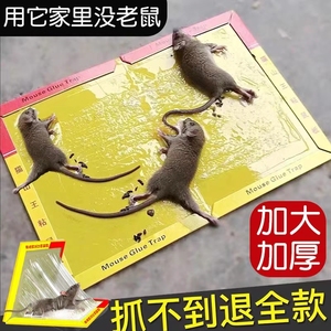 强力粘鼠板老鼠神器加大强力胶加厚捕鼠粘贴粘板灭鼠诱饵家用捕鼠