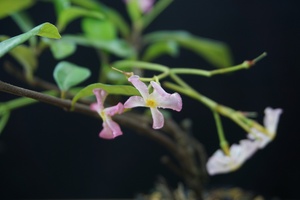 『禾园』日本红花风车茉莉香花络石易开花小苗素材小品盆景