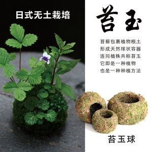 水培植物苔玉栽培创意盆景插花茶台客厅装饰景观净化空气趣味新品 阿里巴巴找货神器 水培植物苔玉栽培创意盆景插花茶台客厅装饰景观净化空气趣味新品 阿里巴巴找货神器