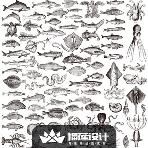 eps137 手绘素描海洋生物鱼类螃蟹海龟乌贼贝壳插画矢量设计素材