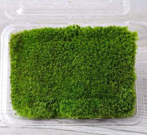 微景观生态瓶苔藓小白发苔藓阴干白发藓 盒子13*9.5cm 新鲜活苔藓