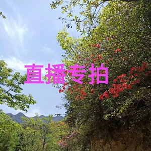 映山红国旗红紫色枸骨桂花高山生桩熟桩盆景盆栽老桩直播专拍一图