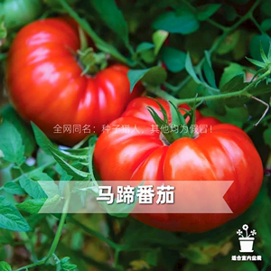 种子猎人马蹄番茄传统传家宝老品种可留种西红柿拯救者盆栽阳台