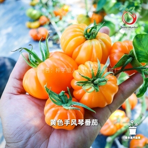 【高颜值新品】种子猎人黄色手风琴番茄拯救者盆栽阳台种菜老品种