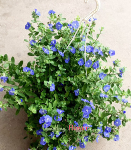 蓝星花盆栽多年生垂吊阳台庭院花卉花期全年四季开花带花带盆发货