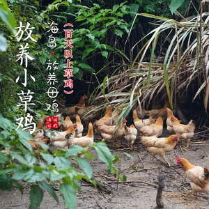 【闹妈】海岛原生态山地放养小草鸡