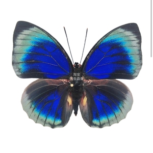 稀有真蝴蝶标本——热带雨林中飞行的宝石美丽彩袄蛱蝶原蝶标本