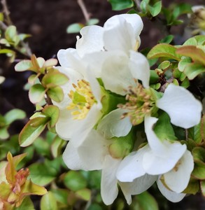 星空白花长寿梅皱叶白花叶微卷多刺开白花日本新品海棠长寿梅
