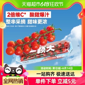 一颗大樱桃串番茄水果小西红柿198g*4盒可生吃孕妇水果番茄