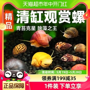 苹果螺蜗牛宠物活体黄金螺除藻苔便工具螺淡水冷水好养耐活观赏螺
