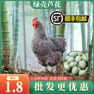 纯种绿壳芦花鸡种蛋受精蛋可孵化种鸡蛋高产绿壳蛋鸡五黑鸡土鸡蛋