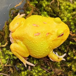 皮卡丘角蛙宠物青蛙草莓黄金绿薄荷波子巴西霸王姥爷树蛙牛奶蛋黄