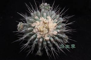 Copiapoa dealbata 黑士冠  不含刺13.5cm 母本