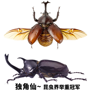 蝶语：独角仙 双叉犀金龟 甲虫之王昆虫界举重冠军大型国产昆虫标