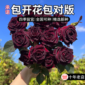 玫瑰黑巴克花种籽子黑玫瑰花种子四季易活室外内阳台玖瑰路易十四