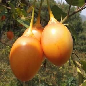 大树蕃茄种子洋酸茄傣族洋鸡蛋番茄缅茄种籽