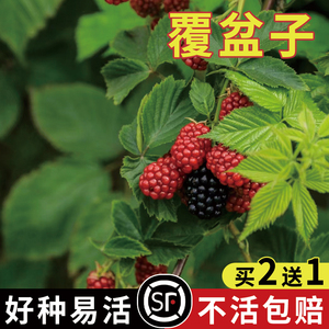 野草莓覆盆子种子空肚莓野生果蓬蘽空心泡托莫根树莓刺泡果药材籽