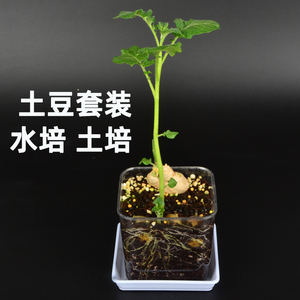 土培水培土豆盆栽马铃薯幼儿园小学生植物角装饰观察植物生长过程