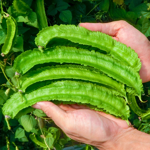 四棱豆种子四棱豆苗海南四角豆特种蔬菜皇帝豆尼龙豆香龙豆种籽孑