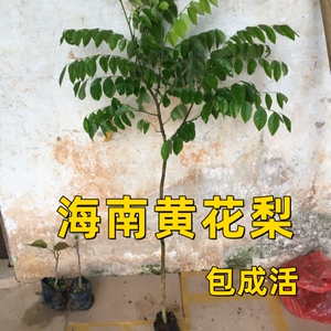 名贵苗木海南黄花梨树苗正宗珍贵植物黄花梨木小苗盆栽降香黄檀