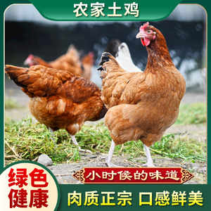 贵州正宗农家老品种纯土鸡一只包邮!下单3天左右发货