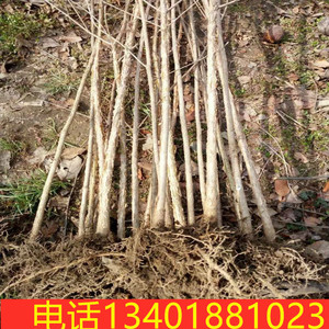 流苏树苗 油根子小苗 嫁接桂花砧木拆产占地专用树南北方种植盆栽