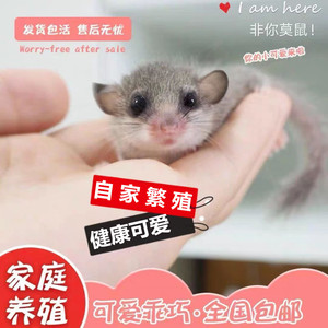 飞鼠大眼西班牙睡鼠幼崽活体宠物迷你拇指鼠宠物带证书疫苗种