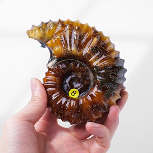 天然玉化古生物海螺化石标本菊石羊角螺摆件斑彩螺矿标儿童科普