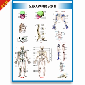 全身人体骨骼图解剖图结构图人体运动系统图高清医学医院诊所挂图