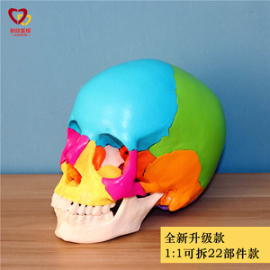 22部件彩色头骨模型医学美术石膏1比1骷髅头树脂可拆卸艺用骨骼