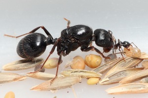 包邮  工匠收获蚁M.structor 宠物蚂蚁蚁后群生日礼物摄影