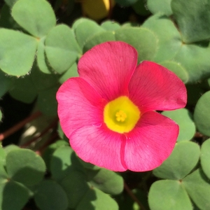 深粉芙蓉 Oxalis Purpurea Cherry 多年生秋植酢浆草球根种球