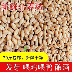 20斤小麦仁小麦子粒磨面粉引麦芽喂鸡鸭鸟类饲料农家自产带皮麦子