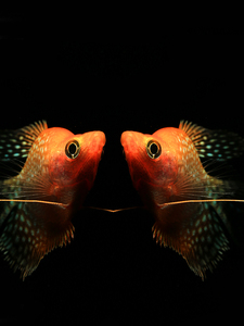 黄金珍珠马甲鱼热带观赏宠物鱼曼龙球型波子鱼草缸淡水活体小型鱼