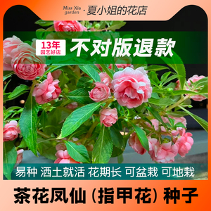 夏小姐的花店*茶花凤仙花种子籽耐热耐旱阳台易种活盆栽观察日记