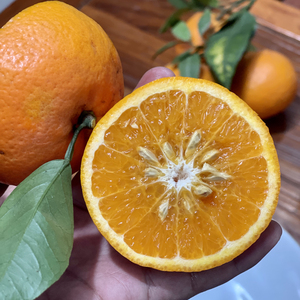 超级甜沃柑汁水充足云南高原水果农家丑橘子新鲜现摘树上成熟5斤