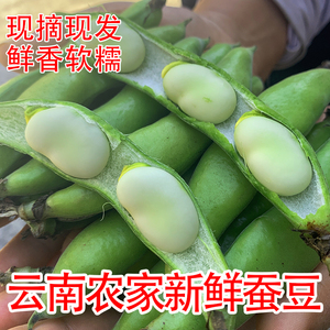 云南新鲜蚕豆带壳现摘生的腾冲农家自种甜嫩饱满大个有坏包赔9斤