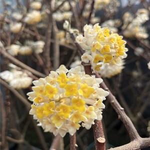 结香花盆栽棒棒糖花园浓香花卉可打结爱情树结香花苗盆栽地栽耐寒