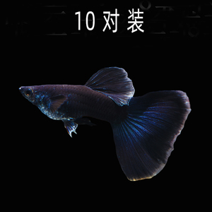 水族孔雀鱼活木炭黑纯凤尾礼服草缸群游观赏鱼热带淡水缎带孕母鱼