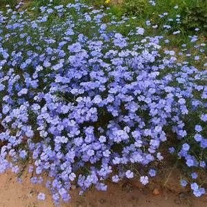 蓝花亚麻花种子籽四季播种耐阴耐旱蓝色花卉种一次每年开花长不高