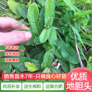 地胆头苗 地胆头苗品牌 价格 阿里巴巴