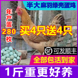 半斤一斤左右蛋鸡活苗产蛋王鸡活苗高产麻羽绿壳蛋鸡活苗小鸡活苗