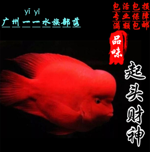 精品起头鹦鹉鱼红寿星金刚风水鱼招财鱼红财神血鹦鹉鱼观赏鱼活体
